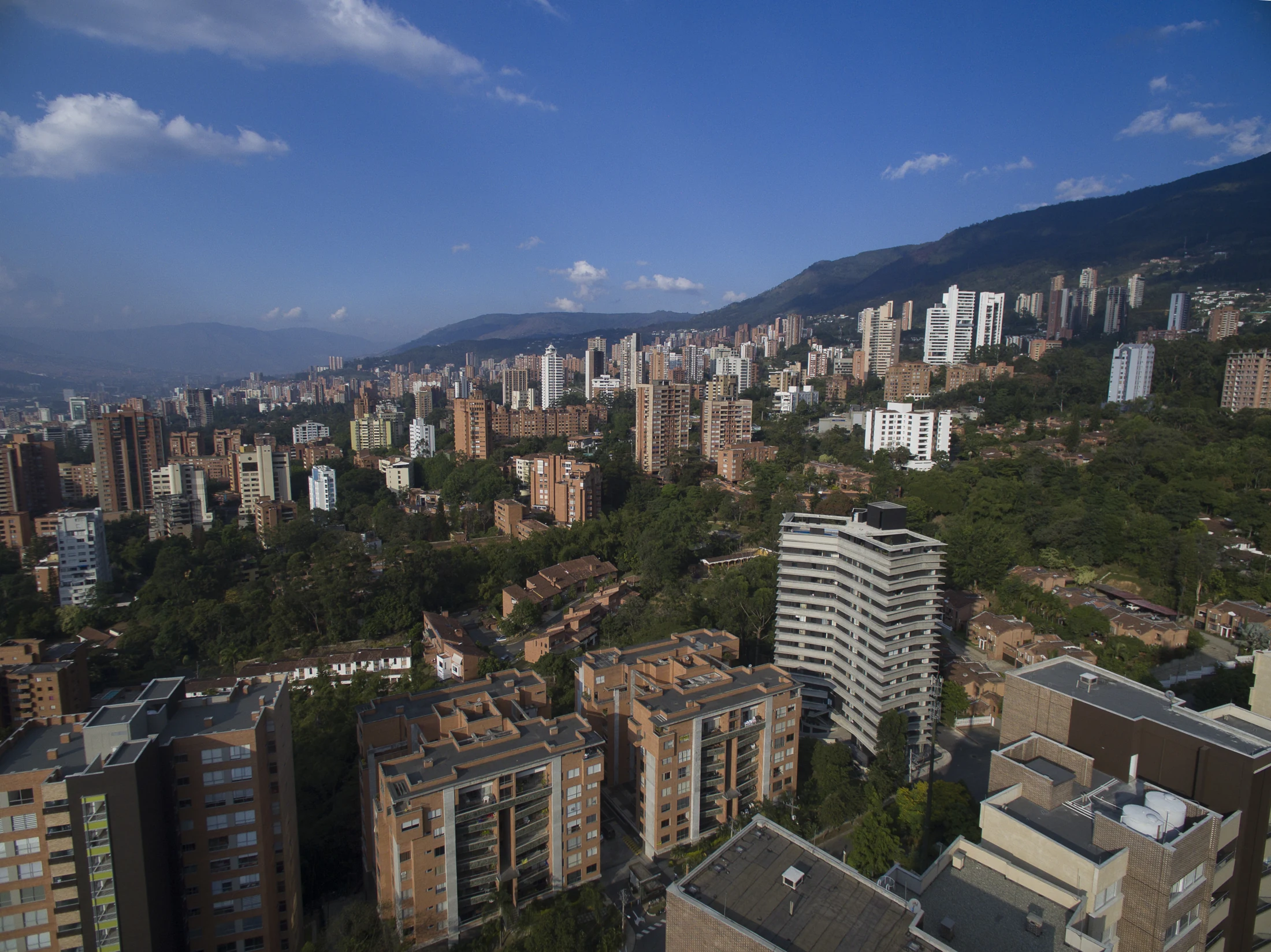 Zebrano entre los árboles y las montañas de Medellín